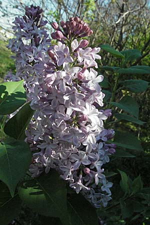 Syringa vulgaris \ Flieder / Lilac, D Mannheim 15.4.2007