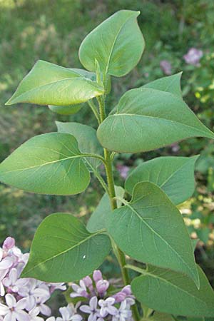 Syringa vulgaris \ Flieder / Lilac, D Mannheim 15.4.2007