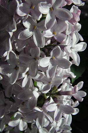 Syringa vulgaris \ Flieder / Lilac, D Mannheim 15.4.2007