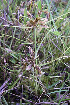 Cyperus flavescens \ Gelbes Zypergras, Gelbliches Zypergras / Yellow Flatsedge, D Karlsruhe 18.8.2008