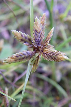 Cyperus flavescens \ Gelbes Zypergras, Gelbliches Zypergras / Yellow Flatsedge, D Karlsruhe 18.8.2008