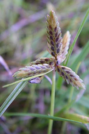 Cyperus flavescens \ Gelbes Zypergras, Gelbliches Zypergras / Yellow Flatsedge, D Karlsruhe 18.8.2008