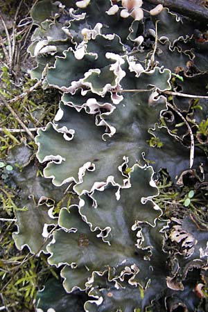 Peltigera didactyla \ Zweifinger-Schild-Flechte / Two Finger Lichen, D Seeheim an der Bergstra&szlig;e 14.9.2009