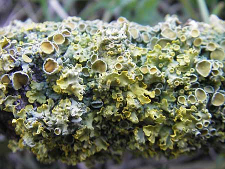 Xanthoria parietina ? \ Gew&ouml;hnliche Gelb-Flechte / Yellow Lichen, D Viernheim 20.10.2009