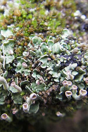 Cladonia fimbriata \ Trompeten-Flechte / Cup Lichen, D Lorsch 23.10.2009