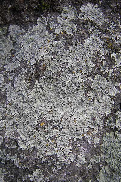 Parmelia spec1 ? \ Schlsselflechte, D Mannheim 25.10.2009
