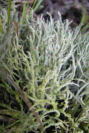 Cladonia spec1 ? \ Flechte / Lichen, D Birkenheide 18.7.2011