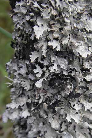 Parmelia sulcata \ Furchen-Schl�sselflechte, Sulcat-Blattflechte / Net-Marked Shield Lichen, D Eichst&auml;tt 4.6.2012