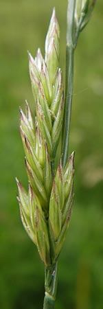 x Festulolium holmbergii \ Wiesen-Schweidel / Hybrid Grass, D Lobbach-Waldwimmersbach 21.6.2013