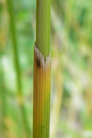 x Festulolium holmbergii \ Wiesen-Schweidel / Hybrid Grass, D Lobbach-Waldwimmersbach 21.6.2013