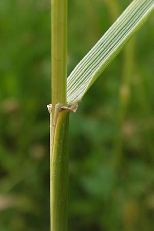 x Festulolium holmbergii \ Wiesen-Schweidel / Hybrid Grass, D Lobbach-Waldwimmersbach 21.6.2013