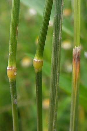 x Festulolium holmbergii \ Wiesen-Schweidel / Hybrid Grass, D Lobbach-Waldwimmersbach 21.6.2013