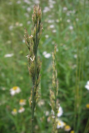 x Festulolium holmbergii \ Wiesen-Schweidel / Hybrid Grass, D Lobbach-Waldwimmersbach 21.6.2013