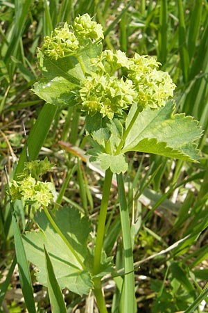 Alchemilla vulgaris agg. ? \ Gewhnlicher Frauenmantel / Lady's Mantle, D Kempten 22.5.2009