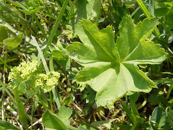Alchemilla vulgaris agg. ? \ Gewhnlicher Frauenmantel / Lady's Mantle, D Kempten 22.5.2009