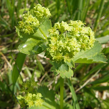 Alchemilla vulgaris agg. ? \ Gewhnlicher Frauenmantel / Lady's Mantle, D Kempten 22.5.2009