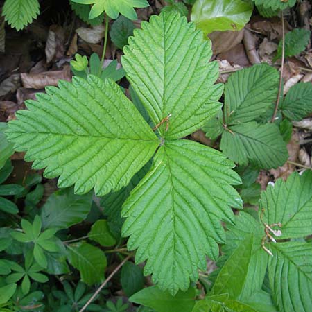 Fragaria moschata \ Zimt-Erdbeere / Hautbois Strawberry, D Franken/Franconia Leutenbach 17.5.2012