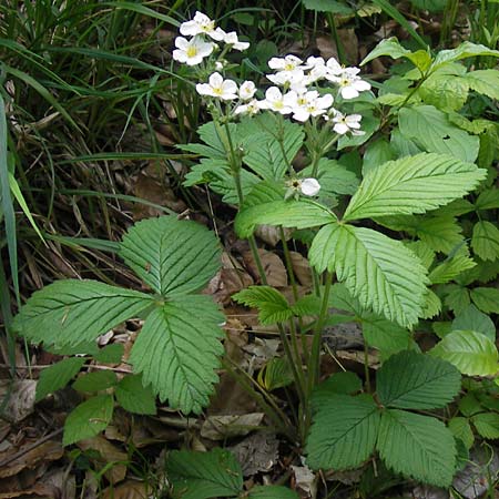 Fragaria moschata \ Zimt-Erdbeere / Hautbois Strawberry, D Franken/Franconia Leutenbach 17.5.2012