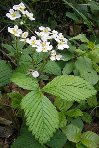 Fragaria moschata \ Zimt-Erdbeere / Hautbois Strawberry, D Franken/Franconia Leutenbach 17.5.2012
