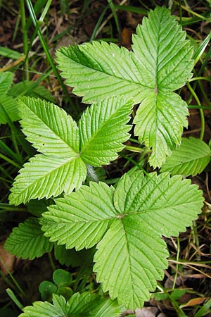 Fragaria moschata \ Zimt-Erdbeere / Hautbois Strawberry, D Odenwald, Reichelsheim 5.6.2014