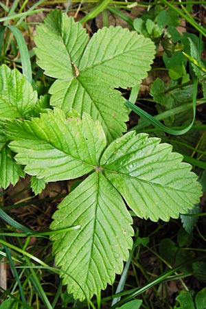 Fragaria moschata \ Zimt-Erdbeere / Hautbois Strawberry, D Odenwald, Reichelsheim 5.6.2014