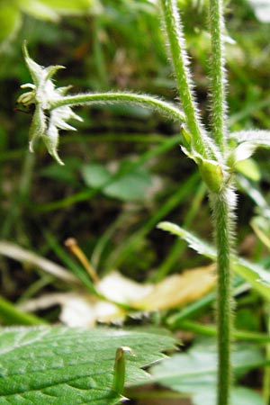 Fragaria moschata \ Zimt-Erdbeere / Hautbois Strawberry, D Odenwald, Reichelsheim 5.6.2014