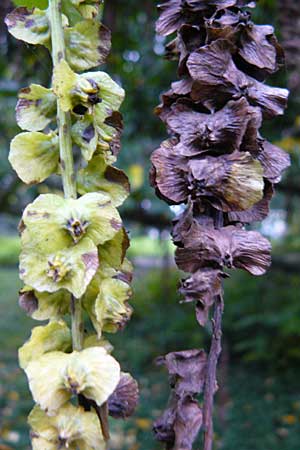 Pterocarya fraxinifolia \ Kaukasische Flgelnuss / Caucasian Wingnut, D Mannheim 15.10.2014