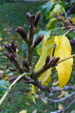 Pterocarya fraxinifolia \ Kaukasische Flgelnuss / Caucasian Wingnut, D Mannheim 15.10.2014