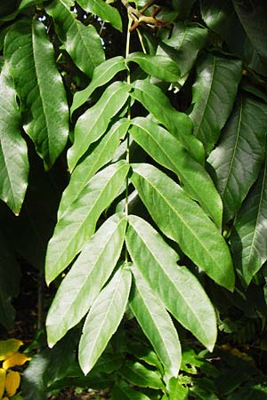 Pterocarya fraxinifolia \ Kaukasische Flgelnuss / Caucasian Wingnut, D Mannheim 28.9.2014