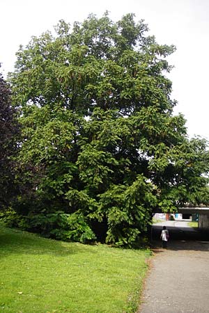 Pterocarya fraxinifolia \ Kaukasische Flgelnuss / Caucasian Wingnut, D Mannheim 28.9.2014