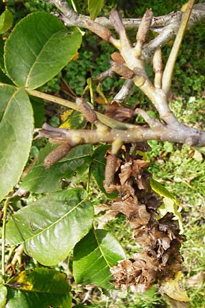 Pterocarya fraxinifolia \ Kaukasische Flgelnuss / Caucasian Wingnut, D Mannheim 28.9.2014