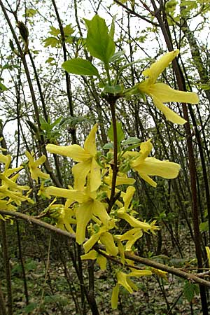 Forsythia x intermedia \ Forsythie, Goldflieder / Golden Bell, D Bensheim 22.4.2006
