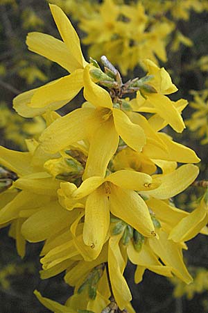Forsythia x intermedia \ Forsythie, Goldflieder / Golden Bell, D Heidelberg 16.3.2007