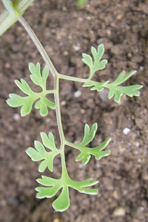 Fumaria officinalis \ Echter Erdrauch / Common Fumitory, D Mannheim 19.5.2010