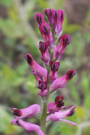 Fumaria officinalis \ Echter Erdrauch / Common Fumitory, D Mannheim 19.5.2010