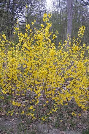 Forsythia x intermedia \ Forsythie, Goldflieder / Golden Bell, D Ludwigshafen 29.3.2012