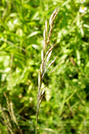 Festuca ovina agg. \ Schaf-Schwingel / Sheep Fescue, D Lobbach-Waldwimmersbach 19.6.2013