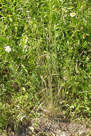 Festuca ovina agg. \ Schaf-Schwingel / Sheep Fescue, D Lobbach-Waldwimmersbach 19.6.2013