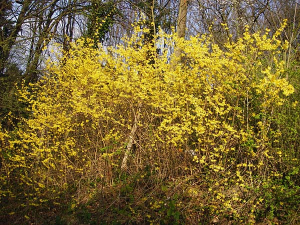 Forsythia x intermedia \ Forsythie, Goldflieder / Golden Bell, D Heppenheim 17.3.2014