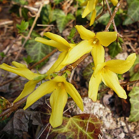 Forsythia x intermedia \ Forsythie, Goldflieder / Golden Bell, D Heppenheim 17.3.2014