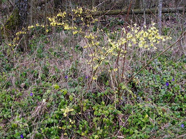 Forsythia suspensa \ Forsythie, Goldflieder / Golden Bell, D Odenwald, Weschnitz 18.3.2014
