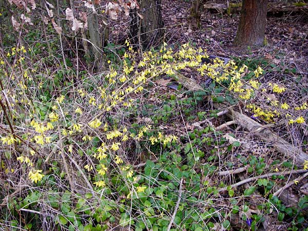 Forsythia suspensa \ Forsythie, Goldflieder / Golden Bell, D Odenwald, Weschnitz 18.3.2014