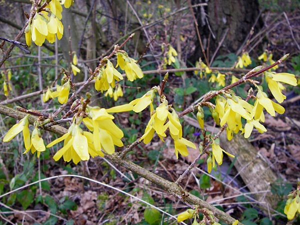 Forsythia suspensa \ Forsythie, Goldflieder / Golden Bell, D Odenwald, Weschnitz 18.3.2014