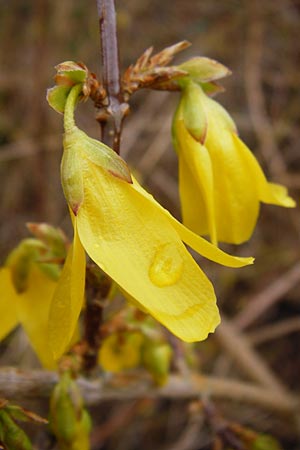 Forsythia suspensa \ Forsythie, Goldflieder / Golden Bell, D Odenwald, Weschnitz 18.3.2014