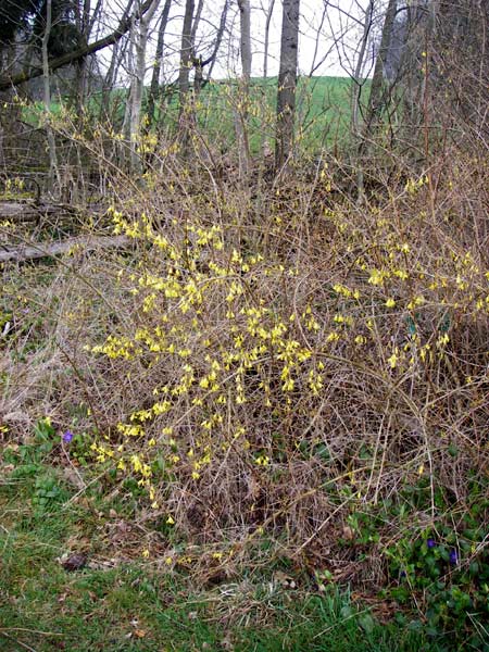 Forsythia suspensa \ Forsythie, Goldflieder / Golden Bell, D Odenwald, Weschnitz 18.3.2014