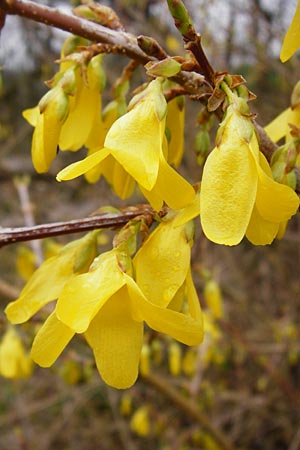 Forsythia suspensa \ Forsythie, Goldflieder / Golden Bell, D Odenwald, Weschnitz 18.3.2014
