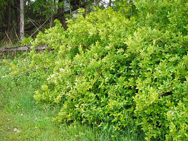 Forsythia suspensa \ Forsythie, Goldflieder / Golden Bell, D Odenwald, Weschnitz 13.5.2014