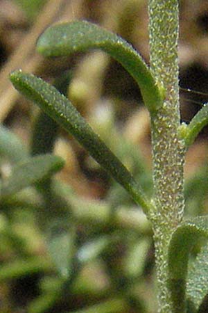 Fumana procumbens \ Niederliegendes Nadelrschen / Heath Rose, D Sandhausen 26.5.2007