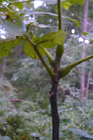 Juglans regia \ Echte Walnuss / Persian Walnut, D Groß-Gerau 27.9.2012