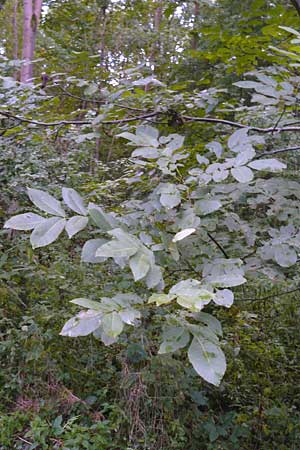 Juglans regia \ Echte Walnuss / Persian Walnut, D Groß-Gerau 27.9.2012